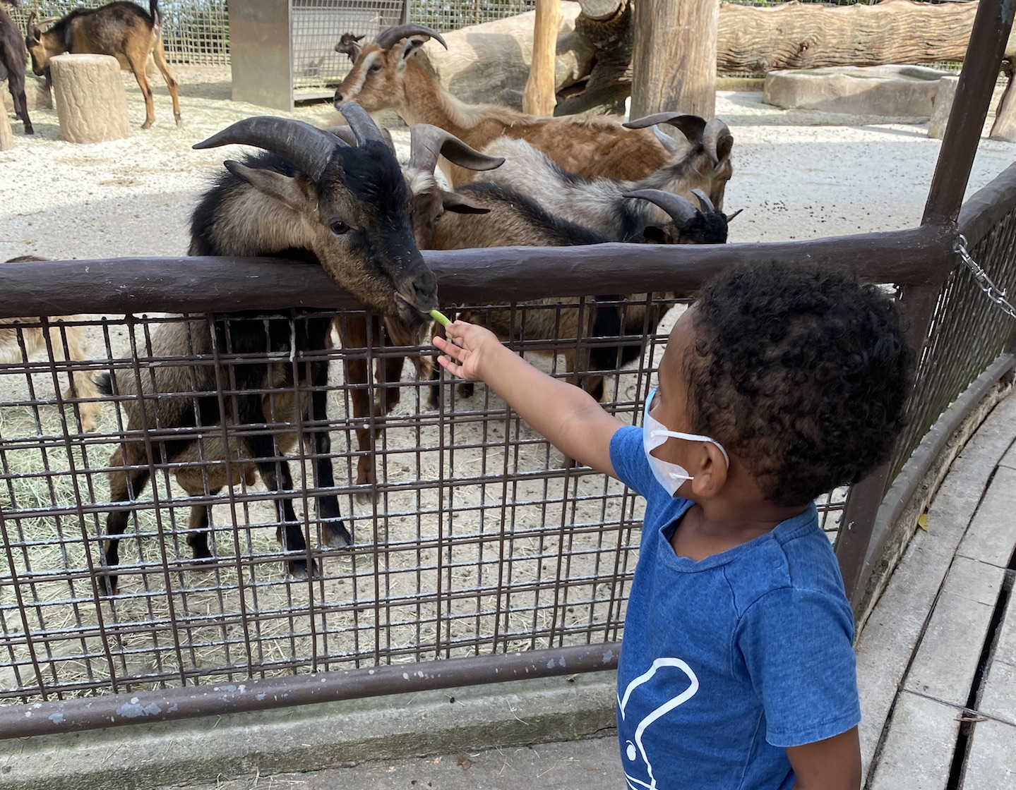 things to do go to the Singapore Zoo