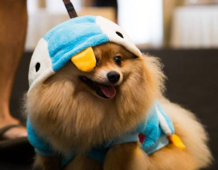 Things to do this weekend with kids - Singapore Pet Festival
