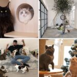 Cat Cafes in Singapore