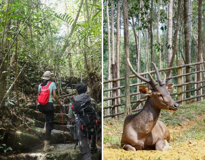 batam indonesia things to do in batam - panbil nature reserve batam