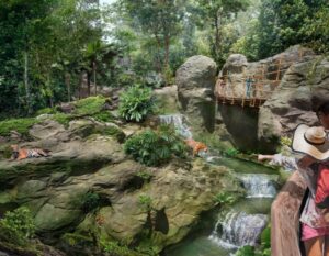 Rainforest Wild Asia - Mandai Wildlife Group - What's New Mama