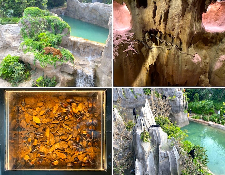 rainforest wild asia - animal encounters