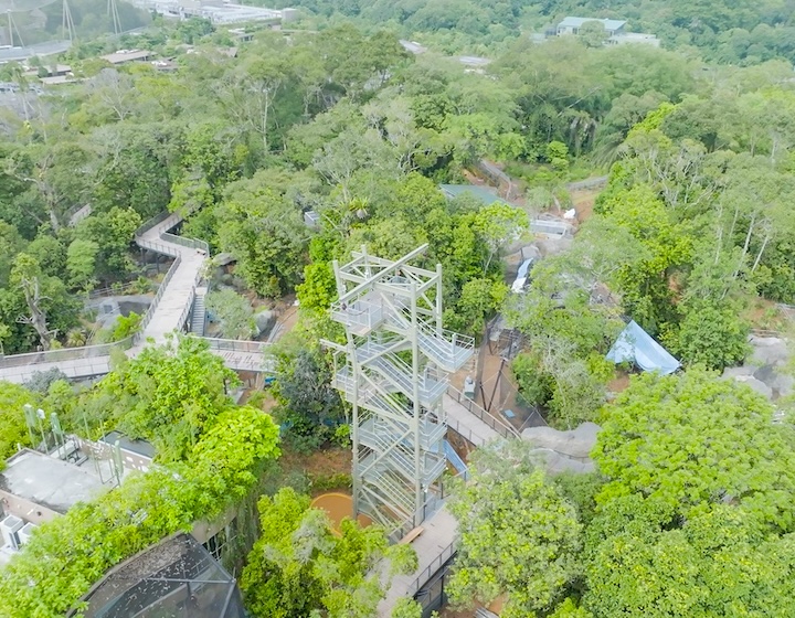 rainforest wild asia - canopy
