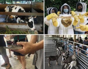 animal farms in singapore - petting zoos in singapore