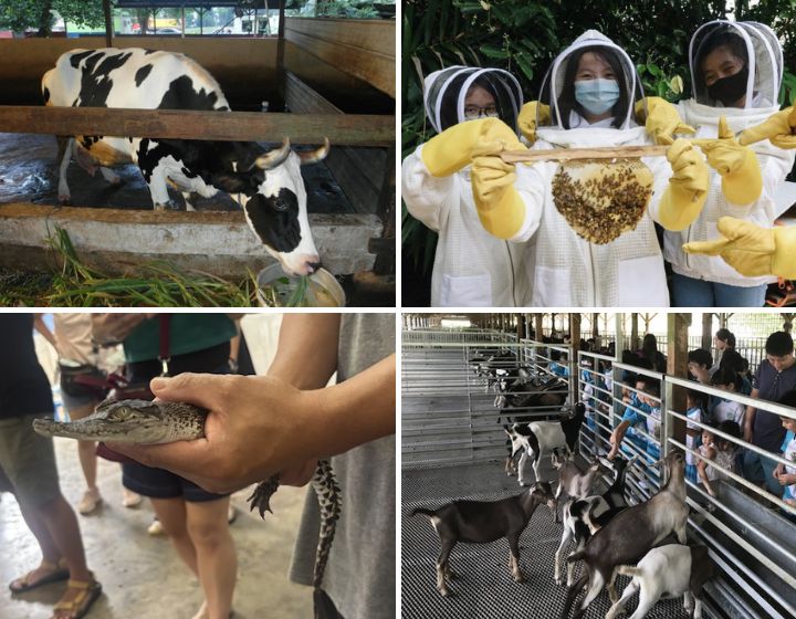 animal farms in singapore - petting zoos in singapore