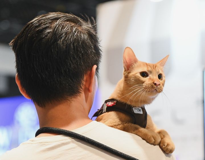 Pop-up fairs, markets and weekend markets in Singapore - Asia Cat Expo