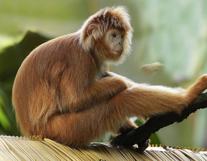 Rainforest Wild Asia - the Canopy - Javan Langur