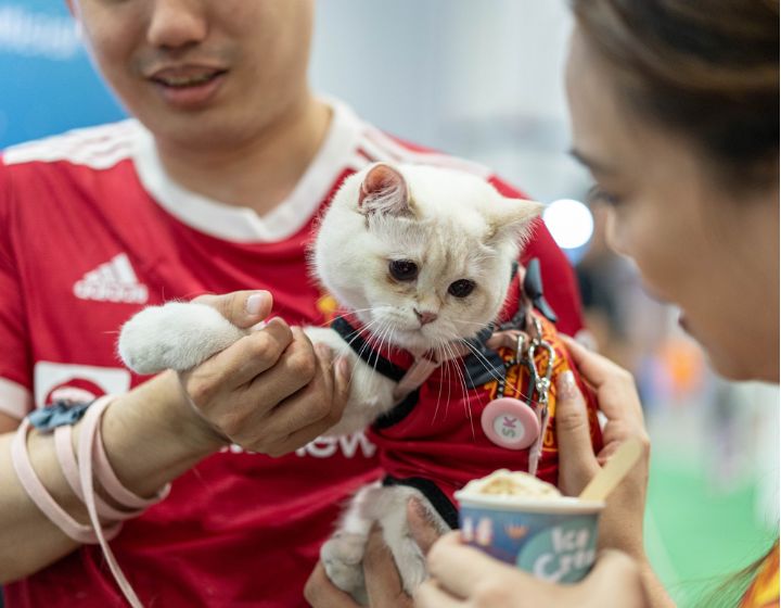 pop-up fairs, weekend markets in singapore - Singapore Cat Carnival