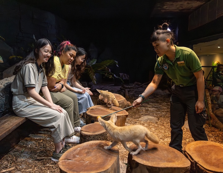 singapore zoo - animal encounters - hello from the wild - fennec fox