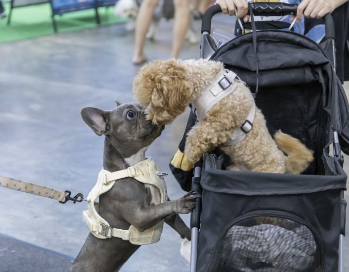 Best fairs and markets in Singapore - Pet Expo Singapore