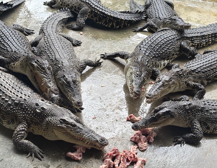 crocodile farm singapore Long Kuan Hung Crocodile Farm