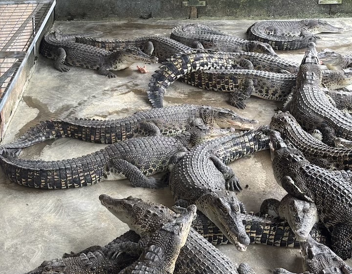 crocodile farm singapore Long Kuan Hung Crocodile Farm
