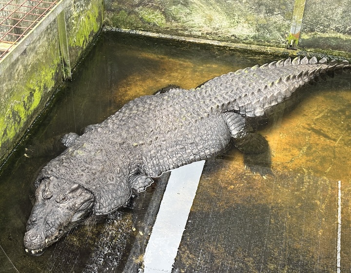 crocodile farm singapore Long Kuan Hung Crocodile Farm