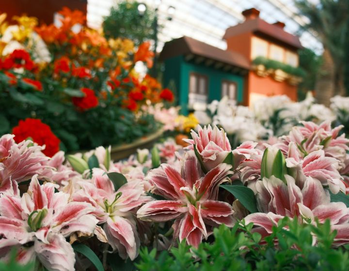 june school holiday activities and events - lilytopia flower dome