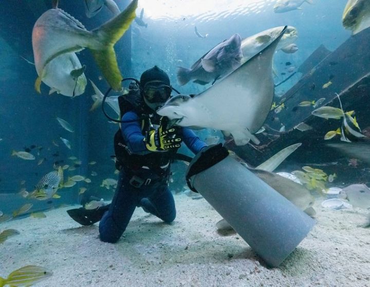 singapore oceanarium sea aquarium daily schedule animal feedings