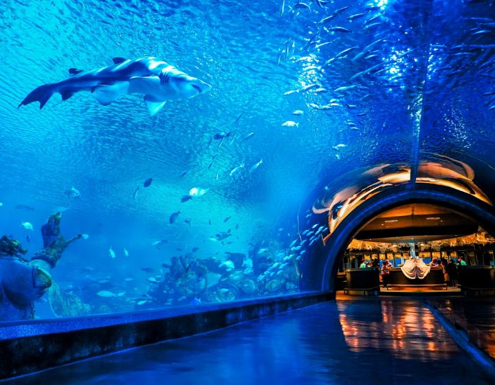 Things to do in Phuket with kids - aquaria phuket - central festival phuket mall