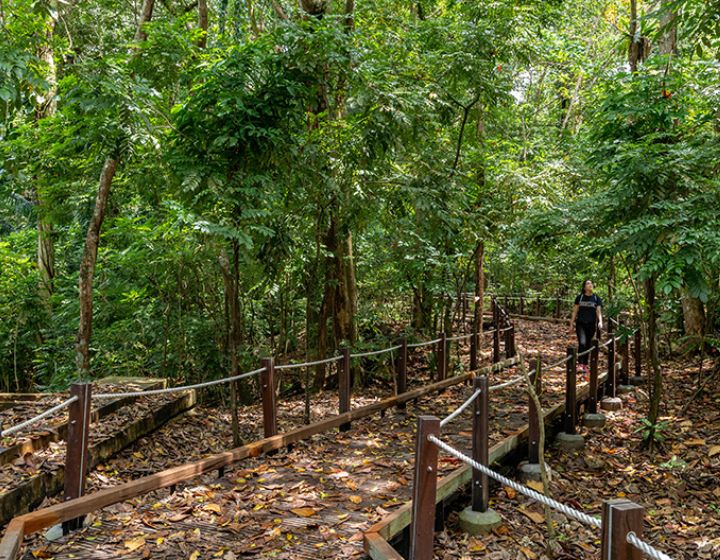hiking in Singapore - hiking in Singapore