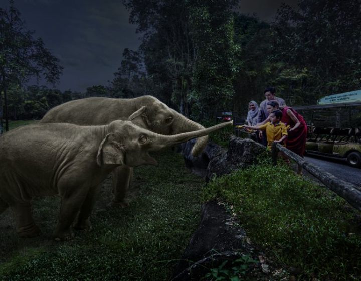 night safari singapore review - night safari singapore guide with kids - elephants