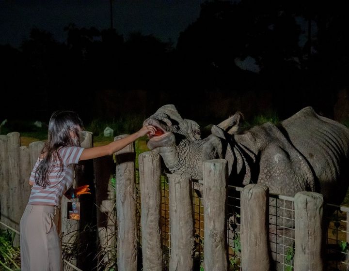 night safari indian rhino feeding - night safari review for families
