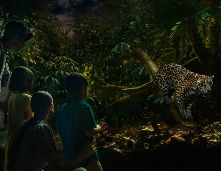 night safari singapore review - visit night safari with kids