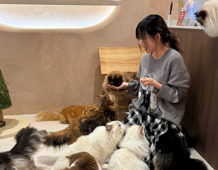 best cat cafes in singapore - fluffydolls catfe
