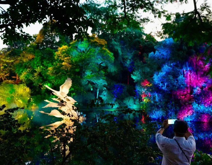 things to do this weekend in Singapore - free kids' events - singapore botanic gardens light show