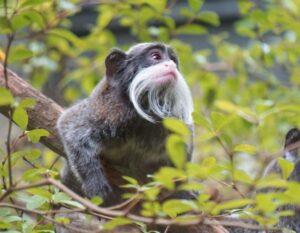 singapore zoo animal monkey