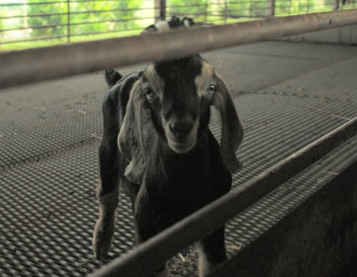 hay dairies – hay dairies goat farm – dairy farm – goat farm – farm animals – dairy farm singapore – goat milk singapore – kranji farm – lim chu kang farm