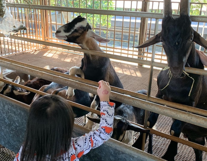 hay dairies – hay dairies goat farm – dairy farm – goat farm – farm animals – dairy farm singapore – goat milk singapore – kranji farm – lim chu kang farm