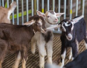 hay dairies – hay dairies goat farm – dairy farm – goat farm – farm animals – dairy farm singapore – goat milk singapore – kranji farm – lim chu kang farm