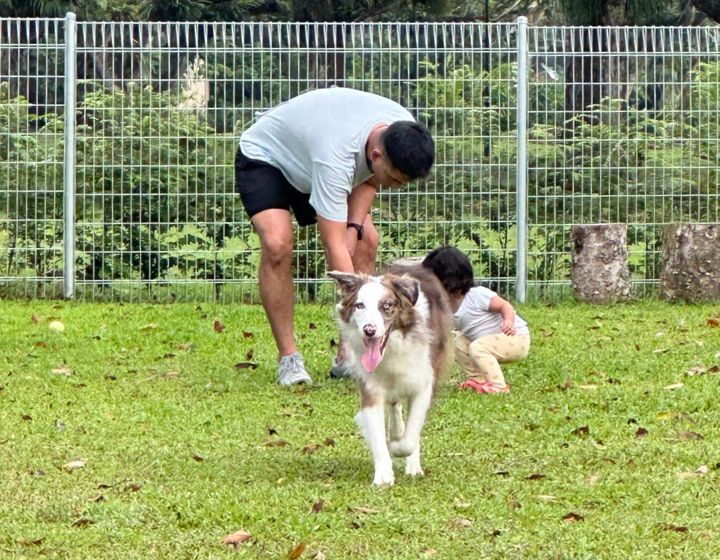 pasir ris park dog run