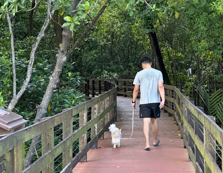 pasir ris park mangrove boardwalk - Image credit: Jessica Fang