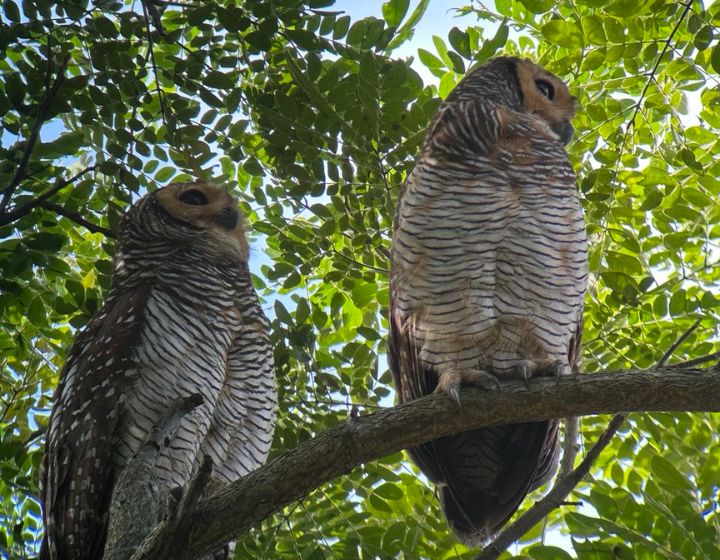 Pasir Ris Park owls - Image credit: Jessica Fang