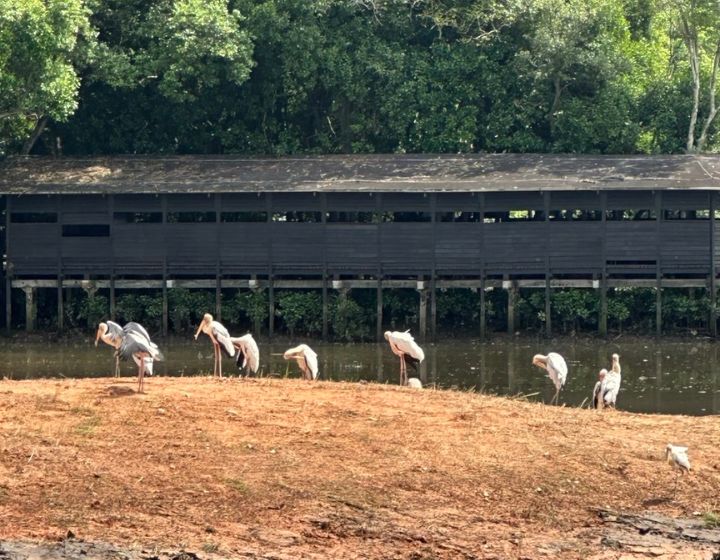 sungei buloh wetland reserve migratory bird trail