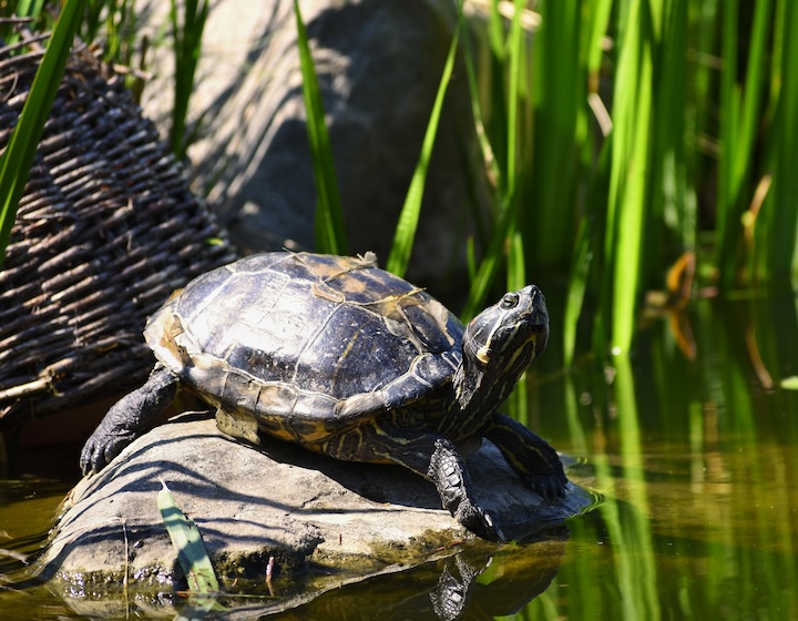 punggol point park - jetty - punggol settlement - tortoise pond