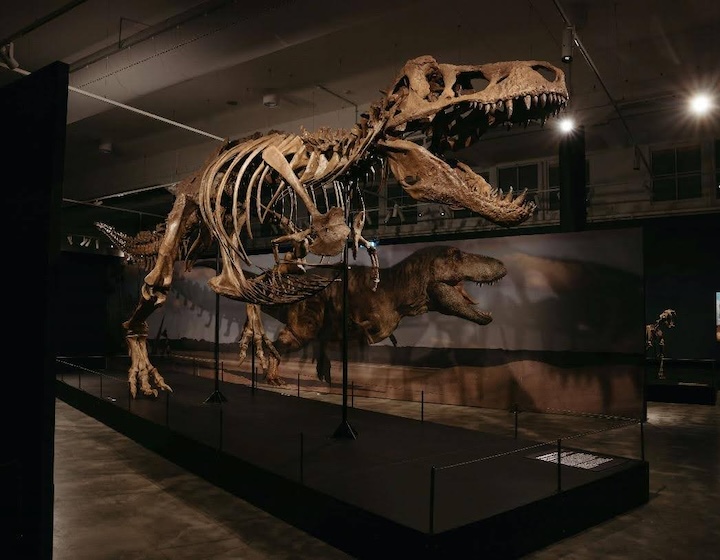 science centre singapore - Dinosaurs | Extinctions | Us