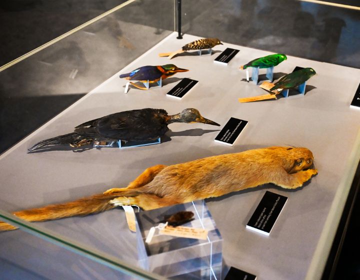 dinosaurs extinctions us at science centre singapore