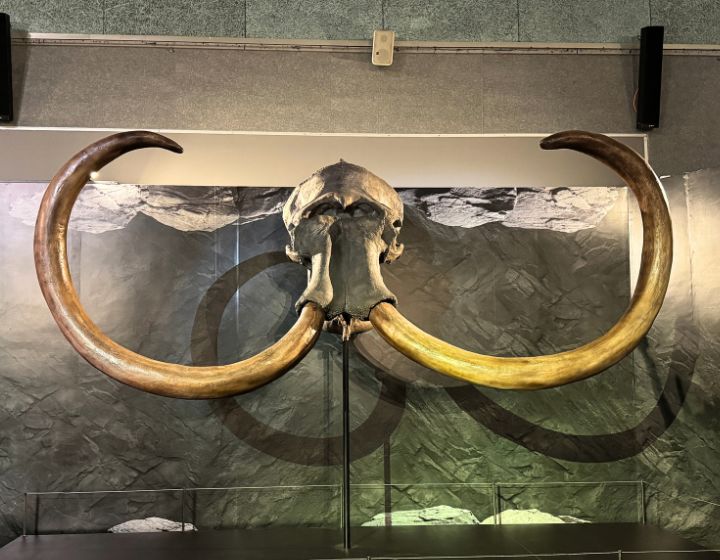 Image credit: Science Centre Singapore - Scotty, the largest T-Rex ever found