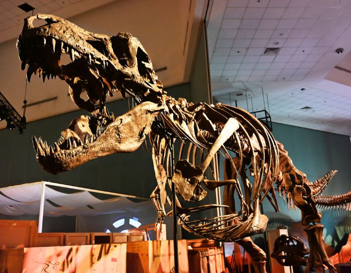 dinosaurs extinctions us at science centre singapore