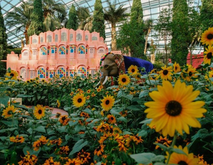 things to do this weekend in Singapore - sunflowers at flower dome 
