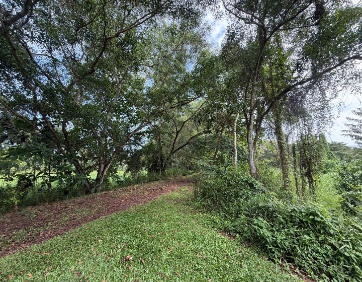 tampines eco green - forest trail - grass paths - trees - nature park