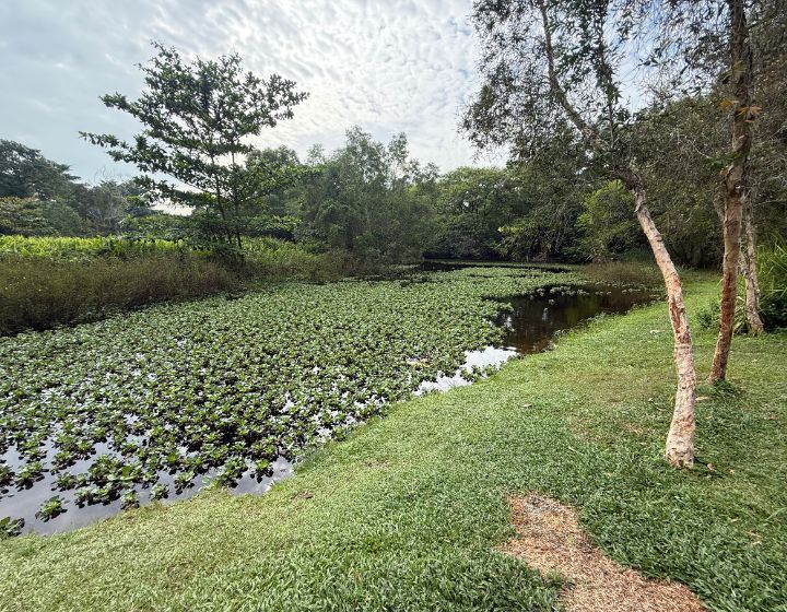 tampines eco green - freshwater pond
