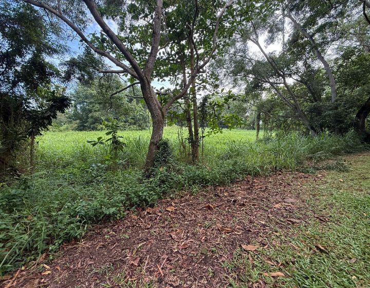 tampines eco green - trail - grass path - trees