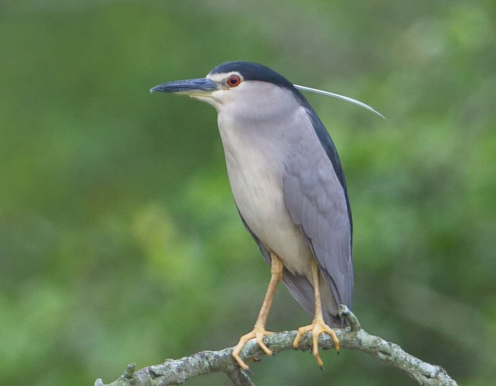coney island singapore - bird watching
