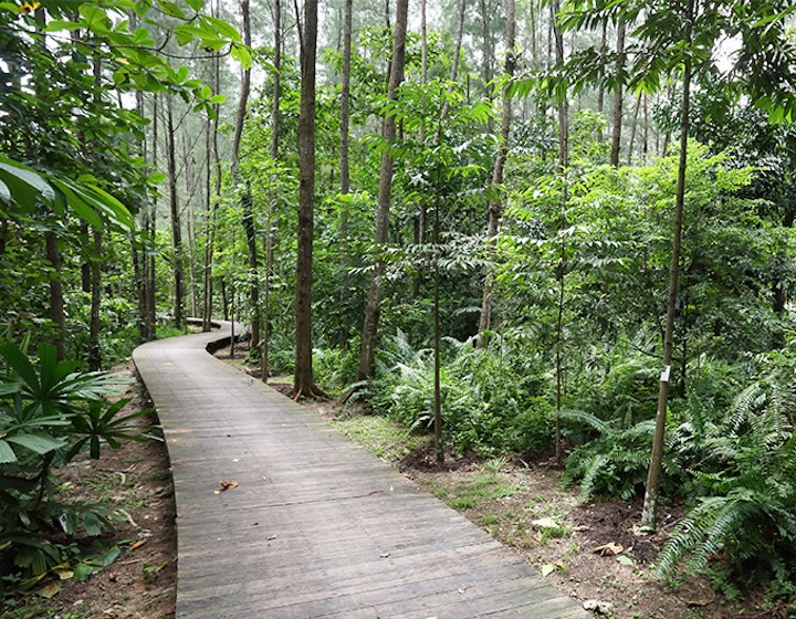 coney island singapore - mangrove boardwalk