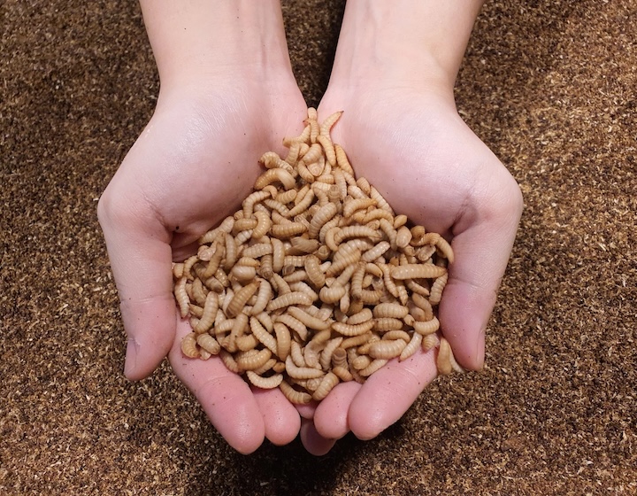 animal farm singapore - ENTO industries 