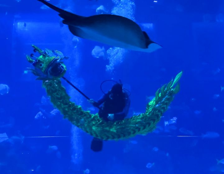 cny underwater dragon dance singapore oceanarium