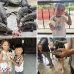 crocodile farm singapore - long kuan hong crocodile farm singapore