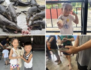 crocodile farm singapore - long kuan hong crocodile farm singapore