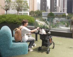 great world purrtown